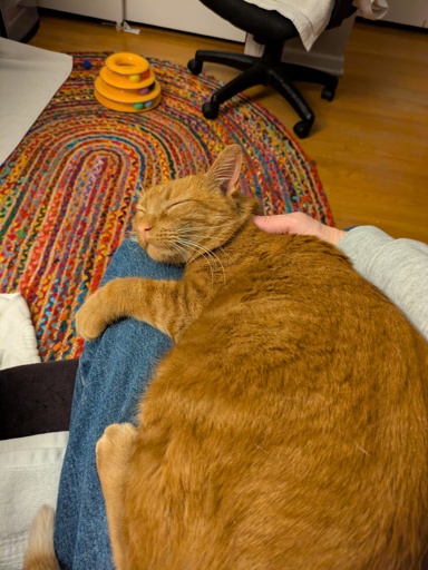 orange cat on lap 