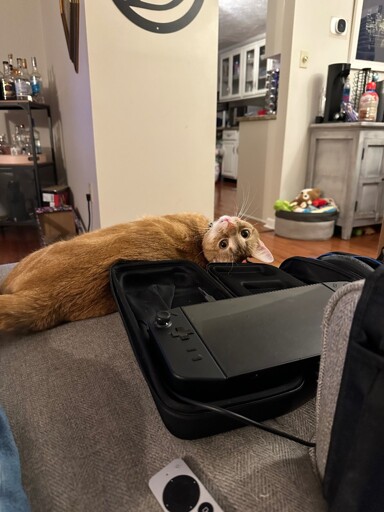 This is Jenkins. He has 1 functioning brain cell and I love him so much. 