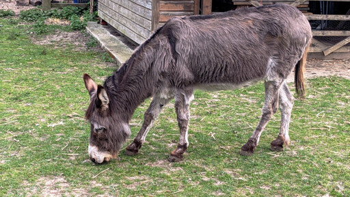 A grey donkey with thick fur seen from the side standing on short grass with its head down to eat. Wooden farmyard structures are visible in the background