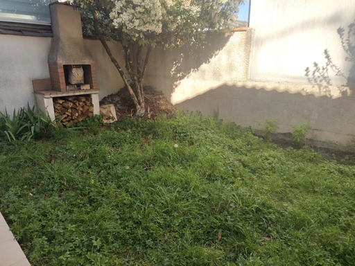 a cat hide in a garden