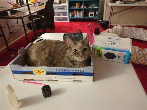 cat in a box 