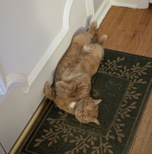 Orange Cat on laying on his back.
