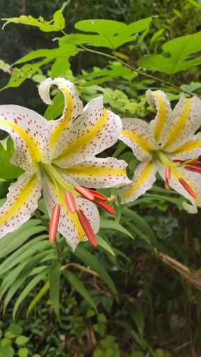 Flowers are 22 to 24 cm in diameter and recognize its strong scent even from the distance. Six white petals are curled outward with yellow line in center with red spots. Red-brown pollens are difficult to come of when touched clothes. 