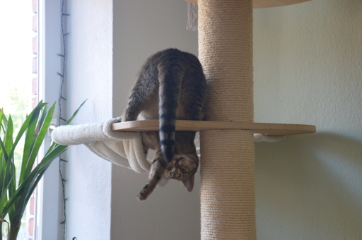 Cat curling around the cat tree in an attempt to catch its own tail