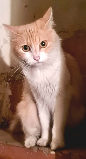 A yellow & white furred female cat staring intently at the camera while sitting on stairs